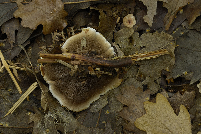 Hydnellum concrescens